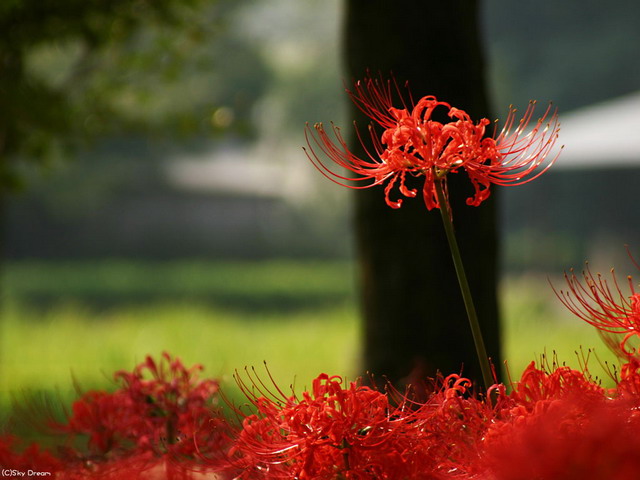 曼珠华沙的花语是什么？